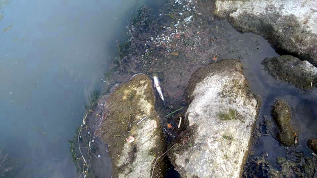 СТРАШНО: Борећи се за живот риба искакала на обале, Ужичани спасавали колико су могли